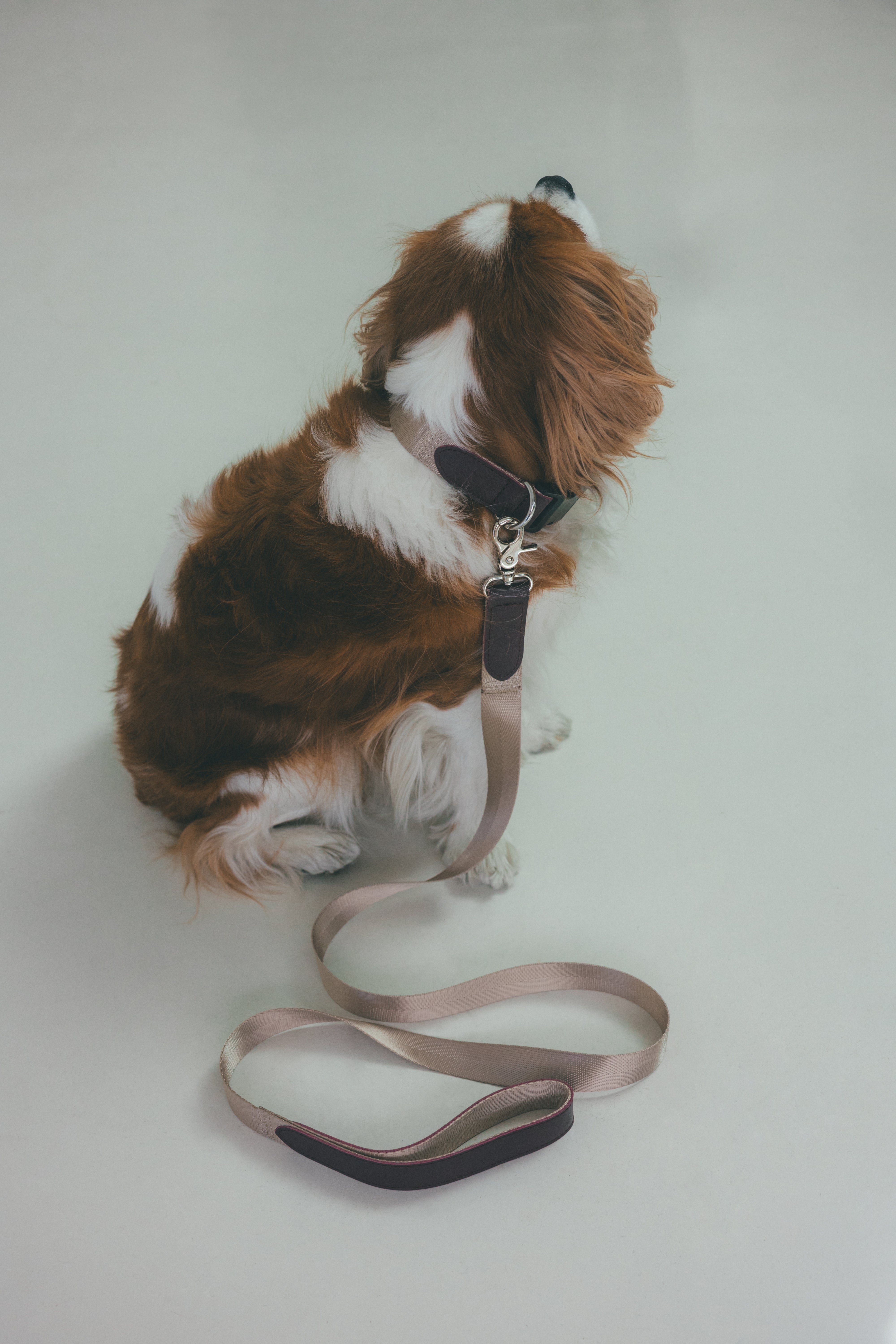 MATIE(メイティ) ハーネス(S/M/L)【Direction by 有末麻祐子】