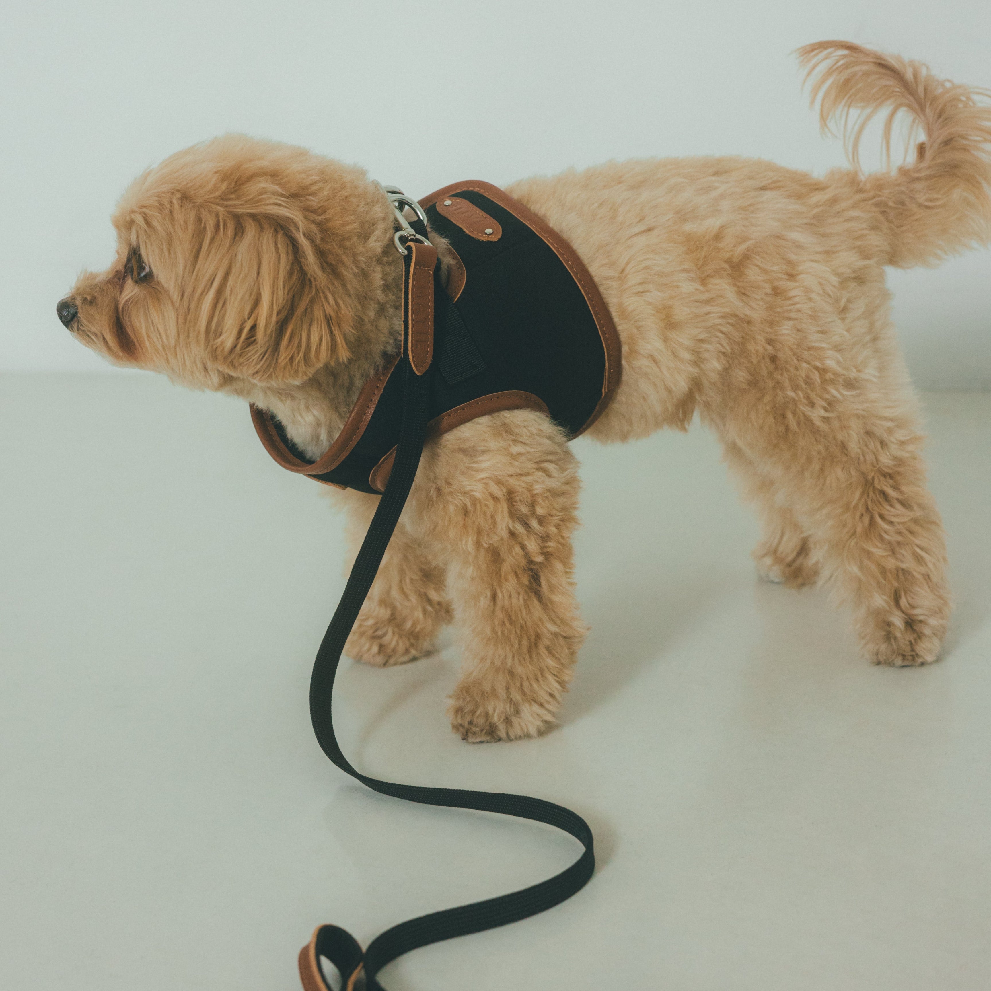 MATIE(メイティ) ハーネス(S/M/L)【Direction by 有末麻祐子】