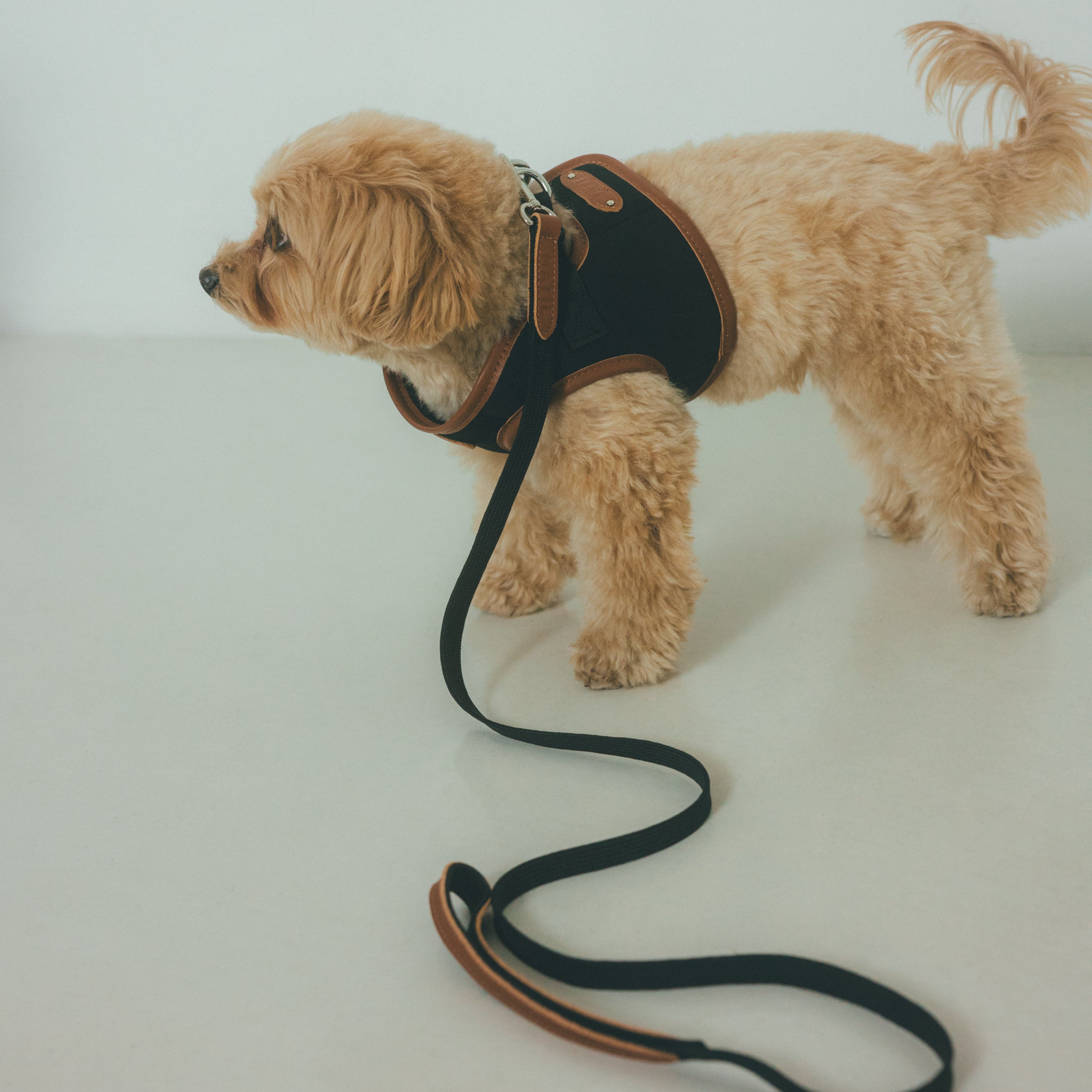 MATIE(メイティ)/小型犬/ショートリード【Direction by 有末 麻祐子】