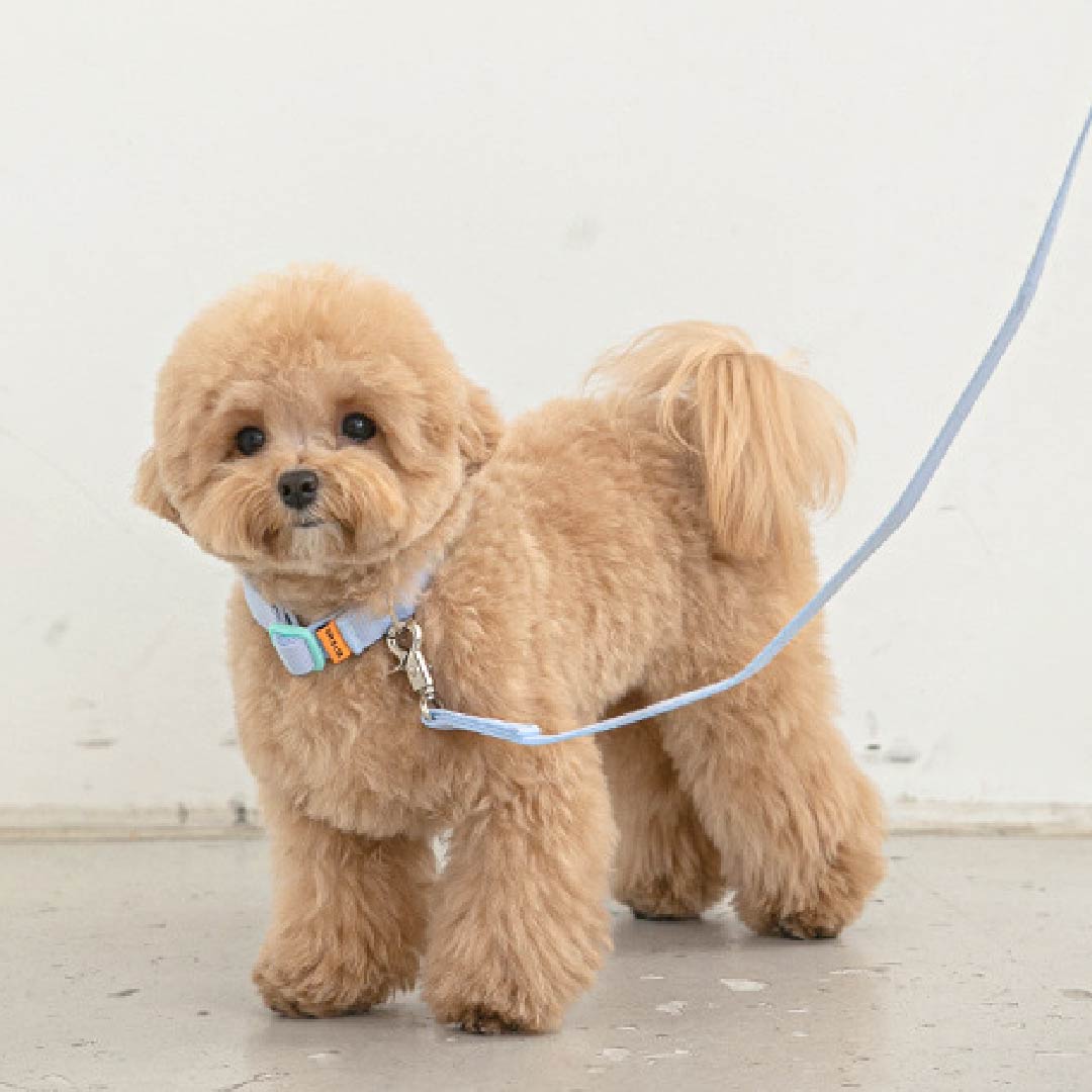 バイトミー キャンディクレヨン首輪 犬用｜軽量 パステルカラー 3色