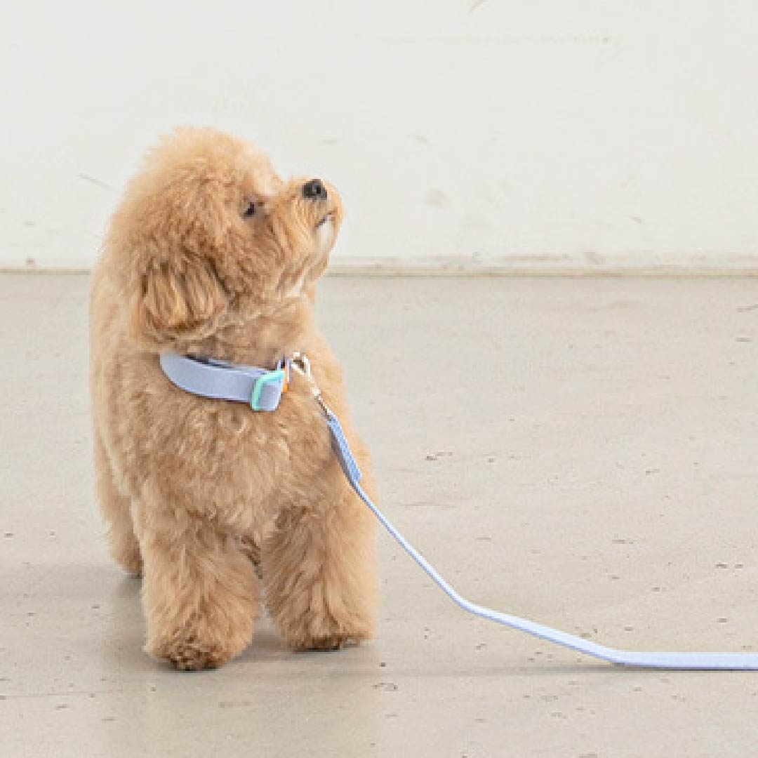 バイトミー キャンディクレヨン首輪 犬用｜軽量 パステルカラー 3色