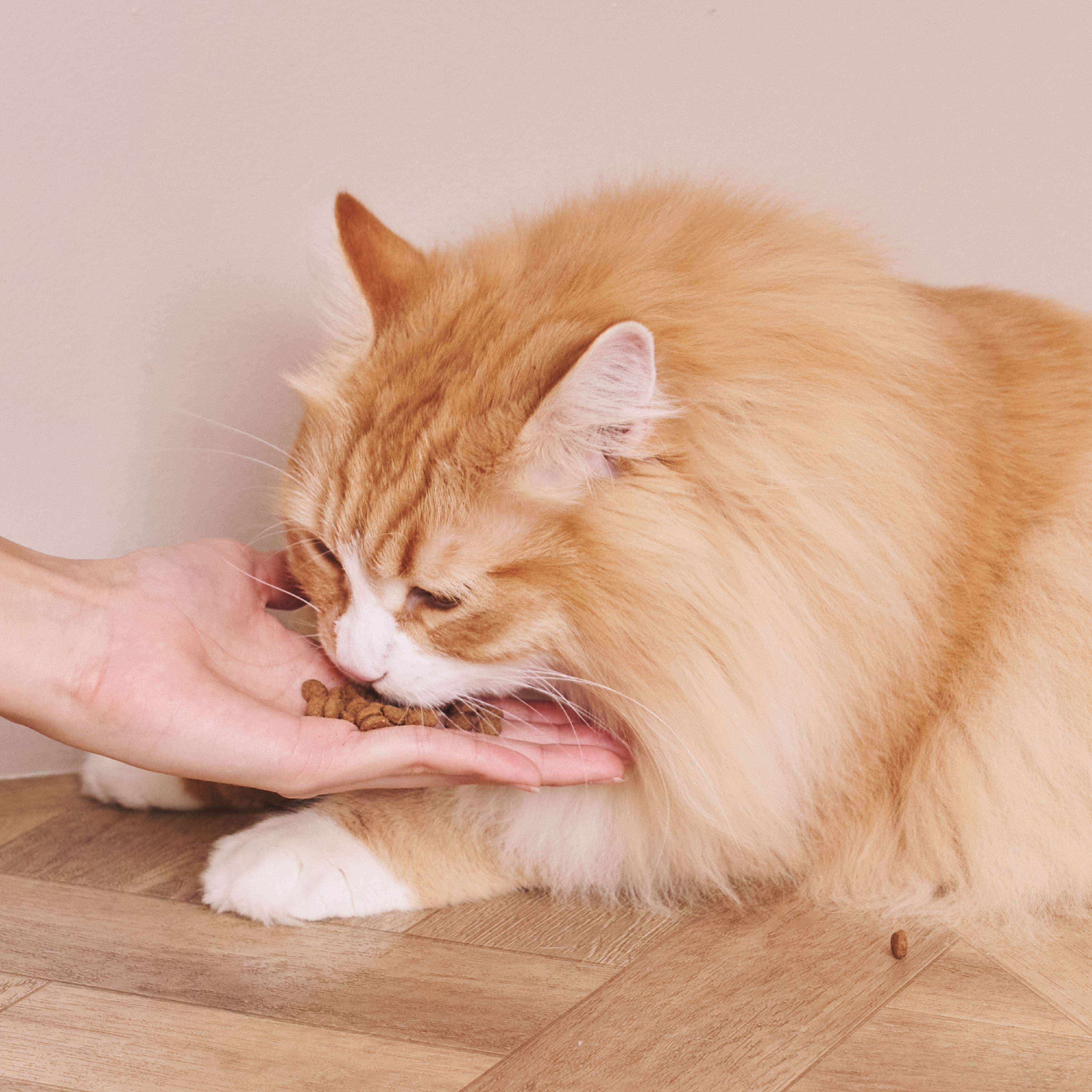 ダブルだし猫のごはん チキン 800g × 9 ダブルだし猫のごはん チキン 800g – MANMABUONO KYOTO JAPAN