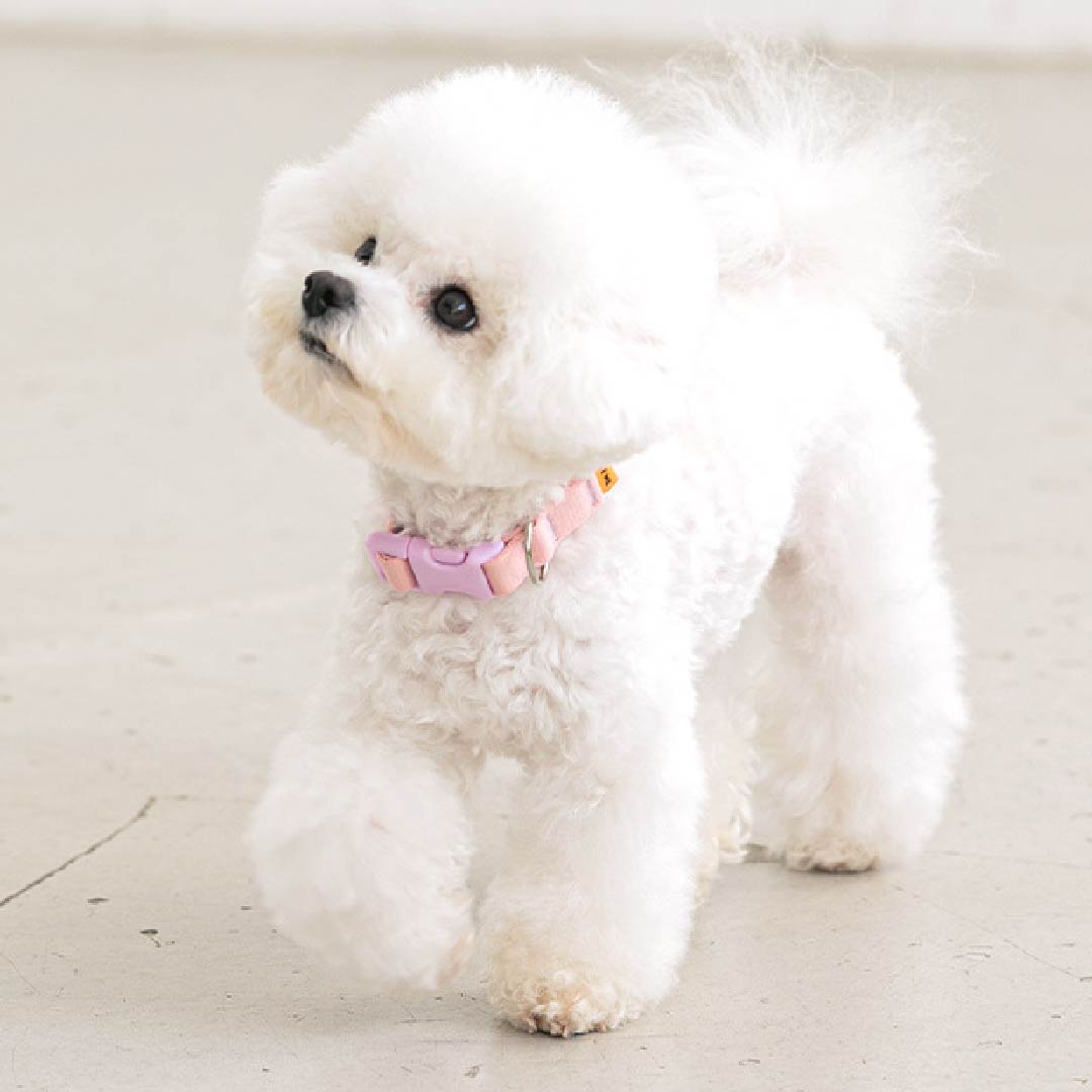 ハーネス・リード ドッグフード キャットフード他