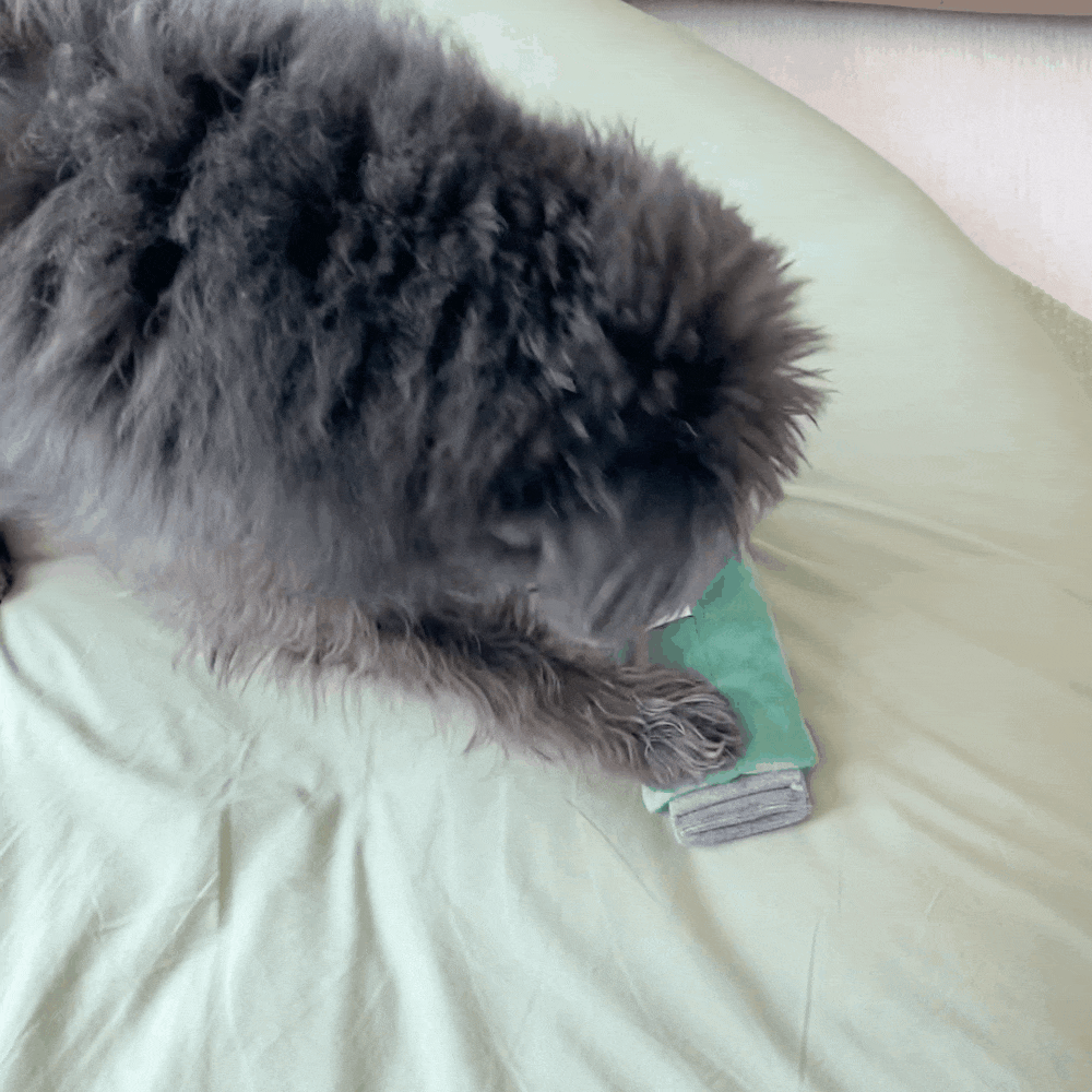 DINGDOG(ディングドッグ) ガム